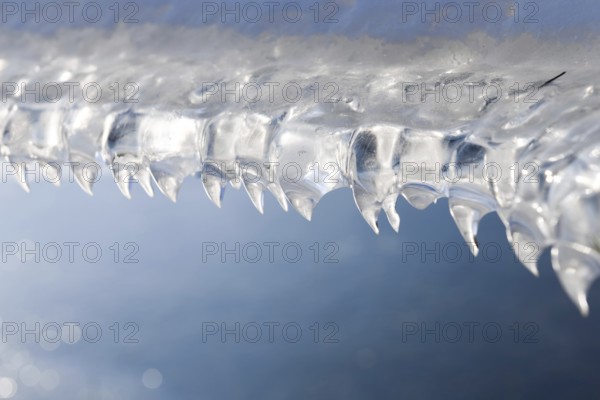 Fangs... Ice formations (winter flood 2020, 2021) formed by wind and water on a fence wire after receding flood waters, Bislicher Insel near Xanten, nationally known nature reserve, Wesel district, Lower Rhine, Rhineland, North Rhine-Westphalia, Germany, Western Europe, Europe