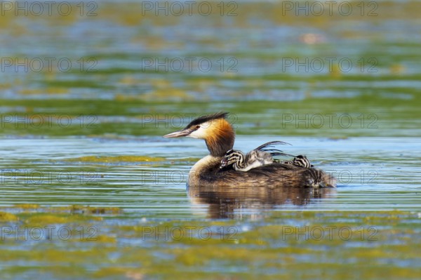 A bird in a wide body of water with young offspring, the scenery looks calm and relaxed, Great Crested Grebe, (Podiceps Scalloped ribbonfish), with chicks, wildlife, Germany, Europe