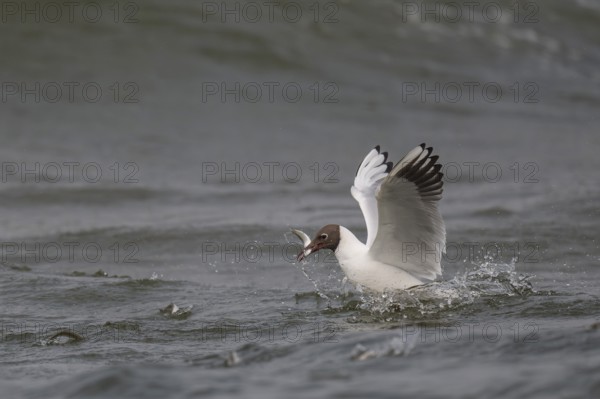 Black-headed gull (Chroicocephalus ridibundus) in summer plumage, swimming with a small fish in its beak, near Hvide Sande, Ringkøbing Fjord, North Sea, Denmark, Europe