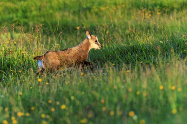 A young chamois running through a flowering meadow, chamois, chamois, (Rupicapra rupicaprae), wildlife, Vosges, France, Europe