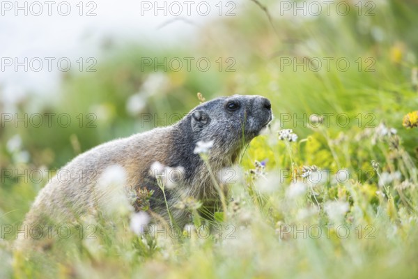 Alpine marmot (Marmota marmota) in autumn, Grossglockner, High Tauern National Park, Austria, Europe