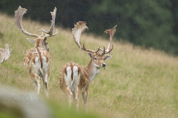 European fallow deer (Dama dama) stags on a meadow, tirol, Kitzbühel, Wildpark Aurach, Austria, Europe