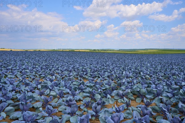 Sprawling field with red cabbage plants under a blue sky with white clouds, Hausen, Würzburg district, Mainfranken, Bavaria, Germany, Europe