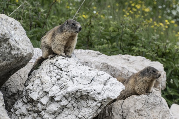 Marmot (Marmota marmota), Monte Baldo, Veneto, Italy, Europe