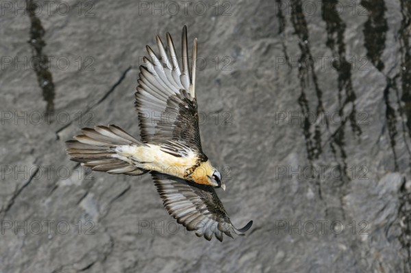 In all its splendour... Bearded vulture (Gypaetus barbatus) in front of a rock face in the Valais in the Swiss Alps, largest, rare native majestic bird of prey, Alps, Valais, Switzerland, Western Europe, Europe