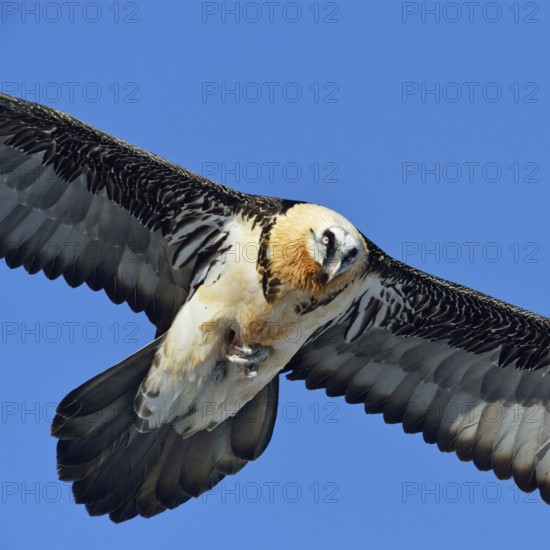Close up... Bearded vulture (Gypaetus barbatus) in flight against a blue sky, carrying a bone in its claws, detailed, impressive, clear close-up, wildlife, Valais, Swiss Alps, Switzerland, Western Europe, Europe