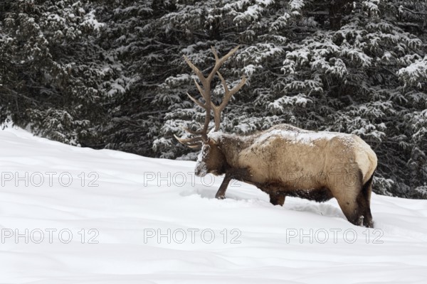 Foraging in the depths of winter... Wapiti (Cervus canadensis), large American deer scratching its hooves in the high snow at the edge of the forest in search of food, nature in Yellowstone NP, Wyoming, North America, United States of America