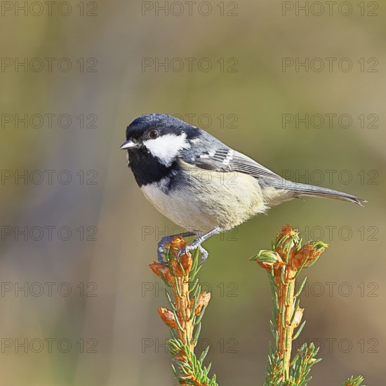 Fir tit (Parus ater), sitting on the top of a young spruce, European spruce (Picea abies), Wilnsdorf, North Rhine-Westphalia, Germany, Europe