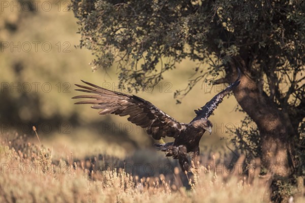 Iberian Eagle (Aquila adalberti), Spanish imperial eagle, Extremadura, Castilla La Mancha, Spain, Europe