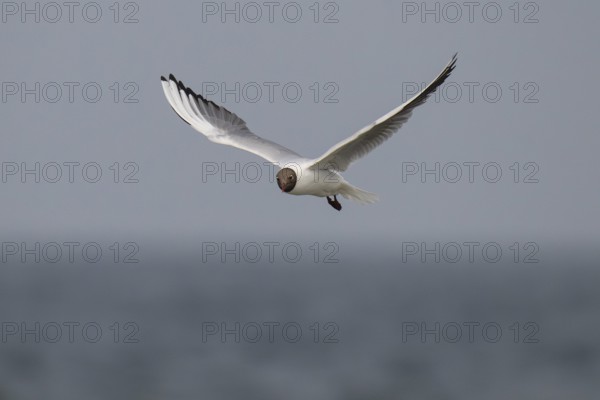 Black-headed gull (Chroicocephalus ridibundus) in summer plumage, flying above the sea surface, looking for small fish, near Hvide Sande, Ringkøbing Fjord, North Sea, Denmark, Europe