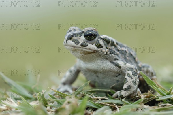 Nice to look at... Green toad (Bufo viridis), toad in the grass, rare toad species, its typical distinguishing feature, identification feature is the spotted camouflage pattern, can adapt to its surroundings in terms of colour, Germany, Western Europe, Europe