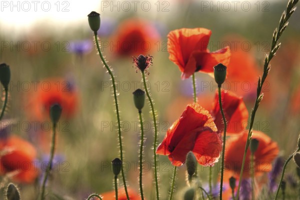 Picturesque beautiful poppies, June, Germany, Europe