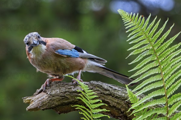 Eurasian jay, European jay (Garrulus glandarius, Corvus glandarius) perched on tree branch with ferns in forest