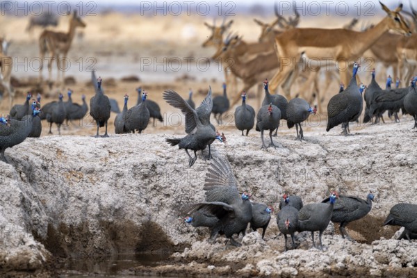Helmeted guinea fowl (Numida meleagris), flock at the waterhole, Nxai Pan National Park, Botswana, Africa