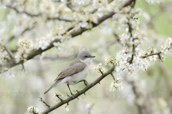 In the flowering hawthorn... Rattling warbler (Sylvia curruca) native songbird in the typical habitat of a dense hedge, fresh spring colours, beautiful observation, wildlife, Rhineland, North Rhine-Westphalia, Germany, Western Europe, Europe
