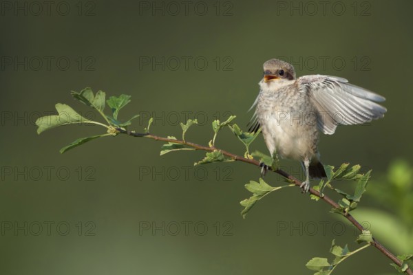 Begging... Red-backed shrike (Lanius collurio), fledgling excitedly awaiting the next feeding, calling, flapping its wings, happy, funny, cute picture, series animal children, bird children, Lower Rhine, North Rhine-Westphalia, Germany, Western Europe, Europe