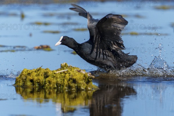 Eurasian Coot running across the water with wings spread while plants can be seen in the water, Coot, (Fulicia atra), wildlife, Germany, Europe