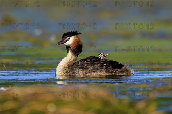 A great crested grebe swimming on a lake surrounded by natural vegetation, Great crested grebe, (Podiceps Scalloped ribbonfish), with chicks, wildlife, Germany, Europe