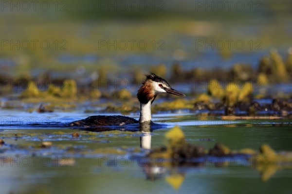 A great crested grebe swims in clear water surrounded by green vegetation and reflections, Great crested grebe, (Podiceps Scalloped ribbonfish), with chicks, wildlife, Germany, Europe