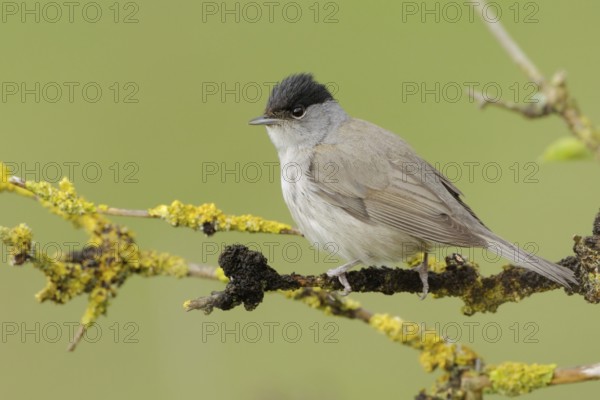 Summer is coming... Eurasian blackcap (Sylvia atricapilla), male in his magnificent plumage sitting in a dry elder bush, native songbird, migratory bird, in March, April many migratory birds return to their breeding grounds in Germany, native birds, wildlife, nature, Lower Rhine, North Rhine-Westphalia, Germany, Western Europe, Europe