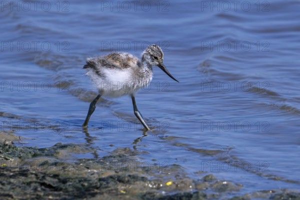 Pied avocet (Recurvirostra avosetta) chick foraging in shallow water of pond in spring