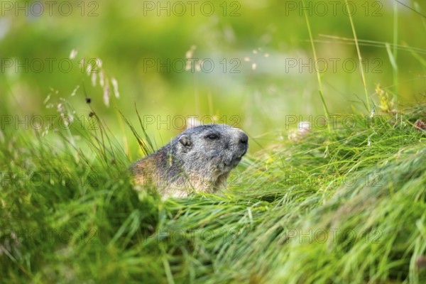 Alpine marmot (Marmota marmota) in autumn, Grossglockner, High Tauern National Park, Austria, Europe