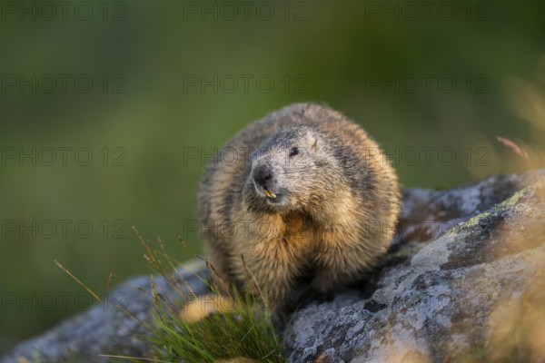 Alpine marmot (Marmota marmota) in autumn, Grossglockner, High Tauern National Park, Austria, Europe