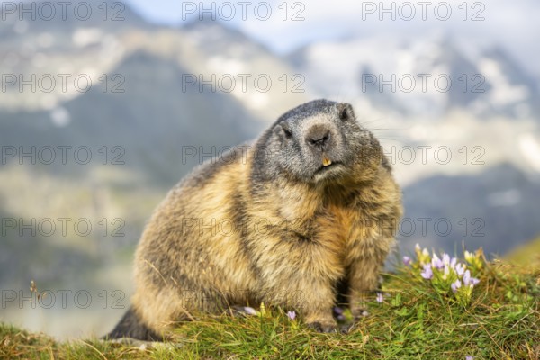 Alpine marmot (Marmota marmota) in autumn, Grossglockner, High Tauern National Park, Austria, Europe