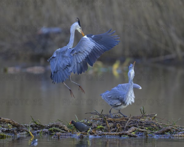 Grey heron (Ardea cinerea), breeding pair building a nest on the floating roots of the water lily, courtship behaviour, Neckar valley, Baden-Württemberg, Germany, Europe