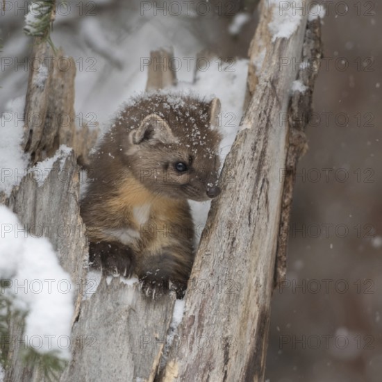 Pine marten, spruce marten (Martes americana) sitting in a broken tree in winter during snowfall, tree stump, snowflakes on the head, in the fur, cute, funny picture of a young animal, typical marten behaviour, Yellowstone, Wyoming, North America, United States of America