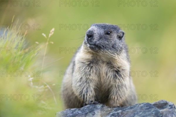 Alpine marmot (Marmota marmota) youngster in autumn, Grossglockner, High Tauern National Park, Austria, Europe