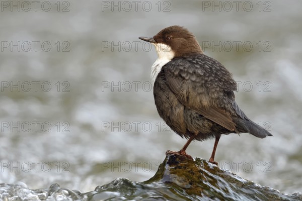 By a rushing stream... White-throated Dipper (Cinclus cinclus) sits on a stone washed over by water in the middle of a stream, highly specialised bird, only native songbird that can dive, lives in clean streams and rivers, native birds, wildlife, nature, Lower Rhine, North Rhine-Westphalia, Germany, Western Europe, Europe