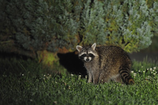 Surprised... Raccoon (Procyon lotor) at midnight in a garden, looks surprised into the camera, invasive species, newcomer, neozoan, endangered native species, Hesse, Germany, Western Europe, Europe