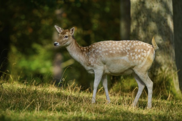 Fallow deer (Dama dama), female, standing quietly in the forest, surrounded by sunbeams, Germany, Europe