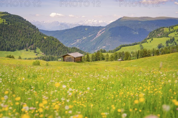Hut stands in front of a colourful flower meadow in a picturesque mountain landscape, Alpe di Siusi, Dolomites, South Tyrol, Italy, Europe