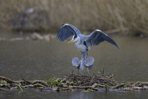 Grey heron (Ardea cinerea), copula, nest on floating roots of water lily in front of reeds, Neckar valley, Baden-Württemberg, Germany, Europe