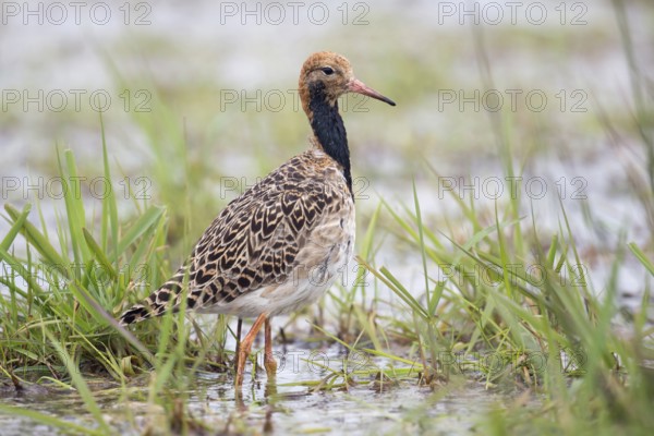 Elegant... Ruff (Philomachus pugnax) in spring during migration, regular migrant in Germany, almost extinct as a breeding bird after habitat loss, typical limicole, wading bird, native birds, animals, nature, Lower Saxony, Germany, Western Europe, Europe