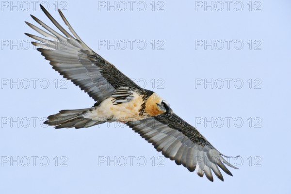 Impressive bird species... Bearded vulture (Gypaetus barbatus) soaring in front of a soft blue sky over the Swiss Alps, largest native bird of prey, old world vulture, Valais, Switzerland, Swiss Alps, Western Europe, Europe