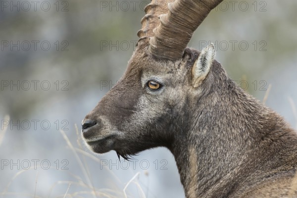 Impressive... Alpine ibex (Capra ibex), head portrait, detailed close-up of an ibex in the Alps, Bernese Oberland, Switzerland, Western Europe, Europe