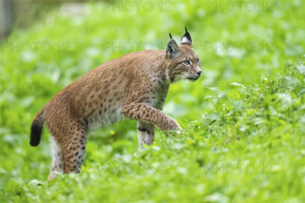 Eurasian lynx (Lynx lynx) on a meadow, Austria, Europe