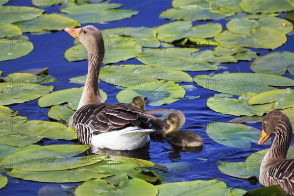 Greylag goose (Anser anser) with chicks, swimming on a pond, lily pads, Insel Düne, Heligoland, Schleswig-Holstein, Germany, Europe