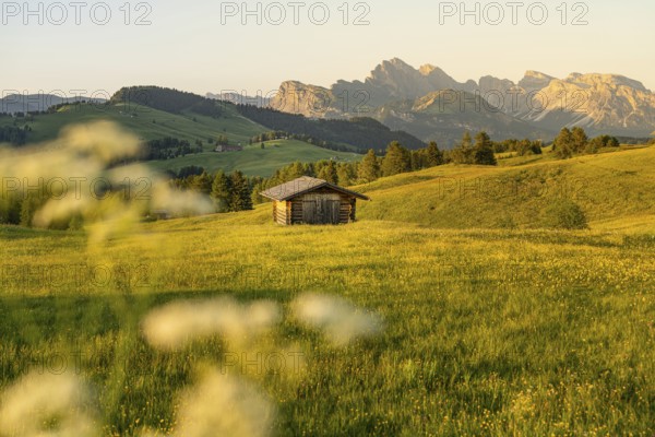 Meadow with wooden hut and mountain panorama in the golden evening light, Alpe di Siusi, Dolomites, South Tyrol, Italy, Europe
