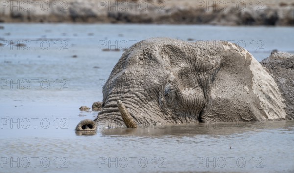 African elephant (Loxodonta africana), adult, swimming in a waterhole, animal portrait, Nxai Pan National Park, Botswana, Africa