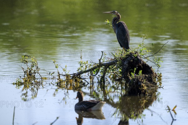 A bird sits on a branch in the lake while another swims through the water, Purple Heron, (Ardea purpurea), wildlife, Germany, Europe