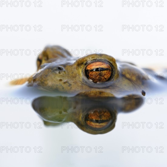 Toad eyes... Common toad (Bufo bufo), male toad waiting in spawning waters for a female ready to mate, looking out, floating in the water, native amphibians, amphibians, toads, nature, Lower Rhine, Rhineland, North Rhine-Westphalia, Germany, Western Europe, Europe