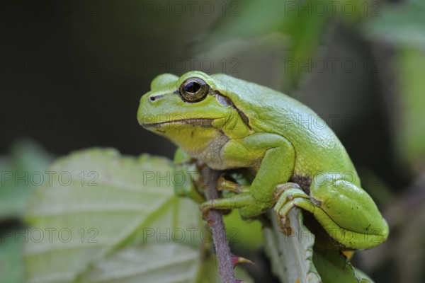 In the brambles... European tree frog (Hyla arborea) in its natural habitat, frog sits on a thorny tendril of a bramble bush, is almost perfectly camouflaged there, tree frogs like to hide in the bushes near the water during the day, Lower Rhine, North Rhine-Westphalia, Germany, Western Europe, Europe