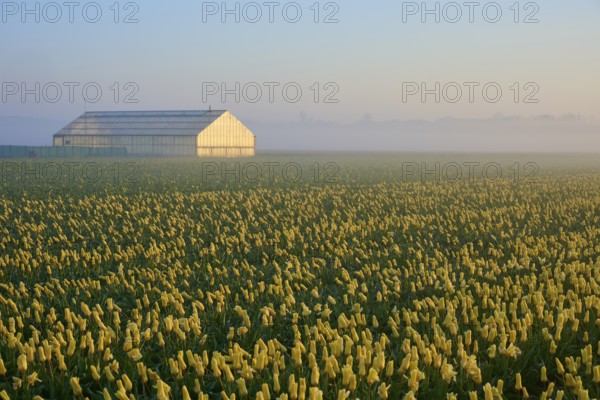 Greenhouse at the edge of a huge tulip field at sunrise and fog, Sassenheim, province of South Holland, Netherlands