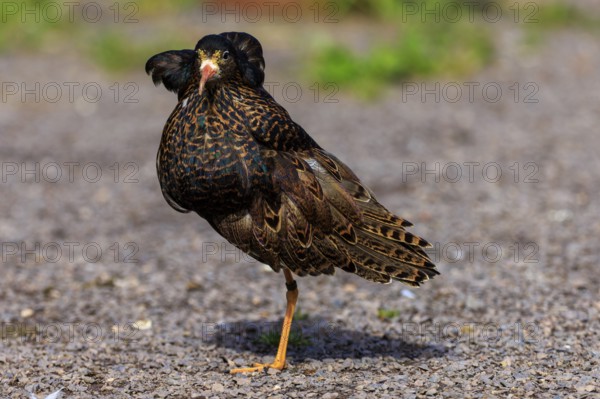 Brown feathered bird standing on gravel, blurred green in the background, Ruff (Calidris pugnax, Syn.: Philomachus pugnax), France, Europe