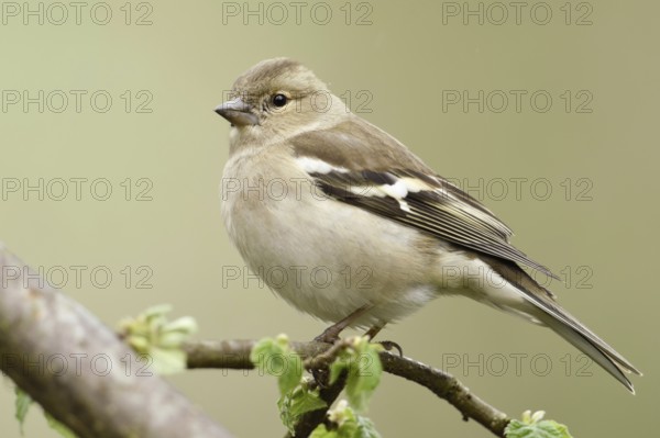 Female chaffinch in spring... Chaffinch (Fringilla coelebs), adult bird, common, well-known native songbird, Lower Rhine, Rhein-Kreis Neuss, North Rhine-Westphalia, Germany Common Chaffinch (Fringilla coelebs), female in spring, perched on a branch in a tree, fresh green leaves, wildlife