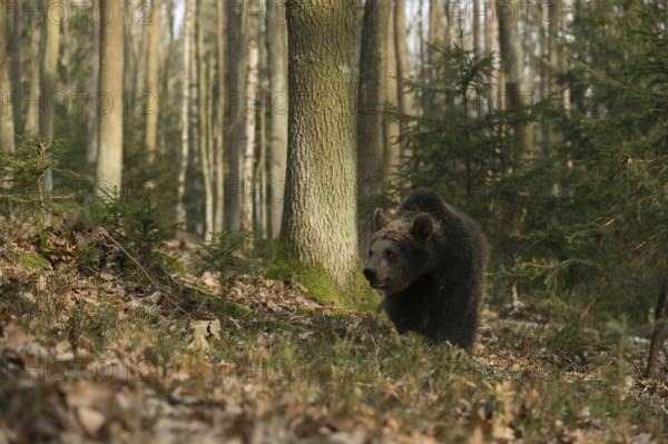 Roaming... European brown bear (Ursus arctos), young bear, young wandering through a forest, native wildlife, nature